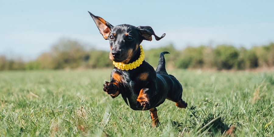 Little dog runs in grass