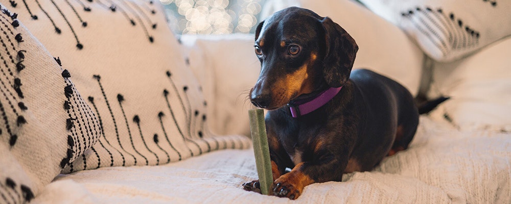 Long lasting milk chew