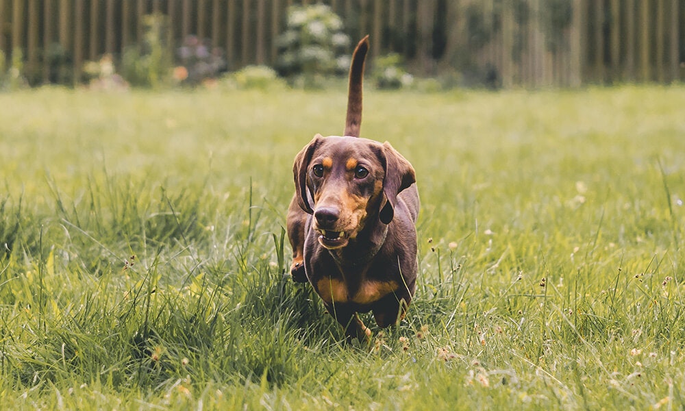 Colitis Dog Food | Best Dog Food For Colitis - Pure Pet Food