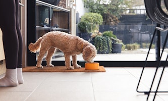 Dog eats food in front of window
