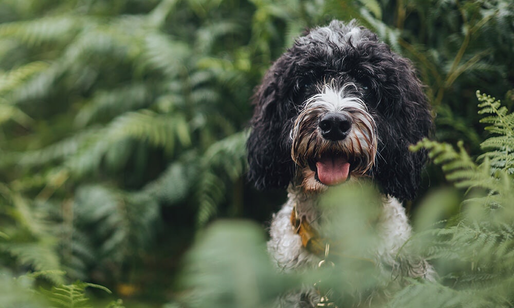 Gastrointestinal dog food