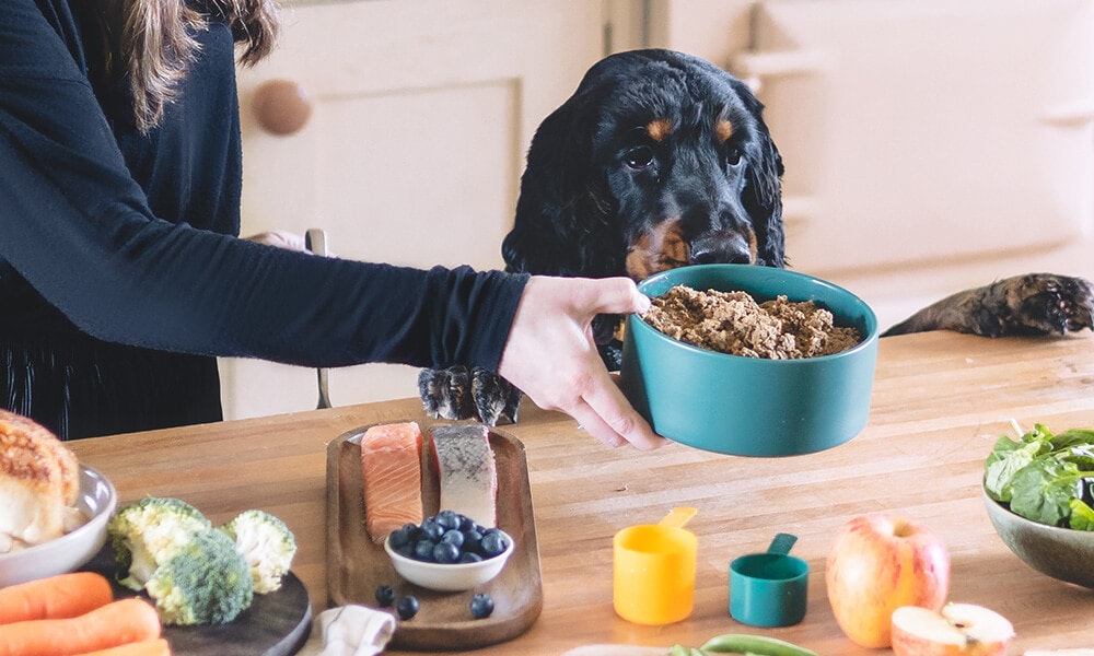 Gastro dog food