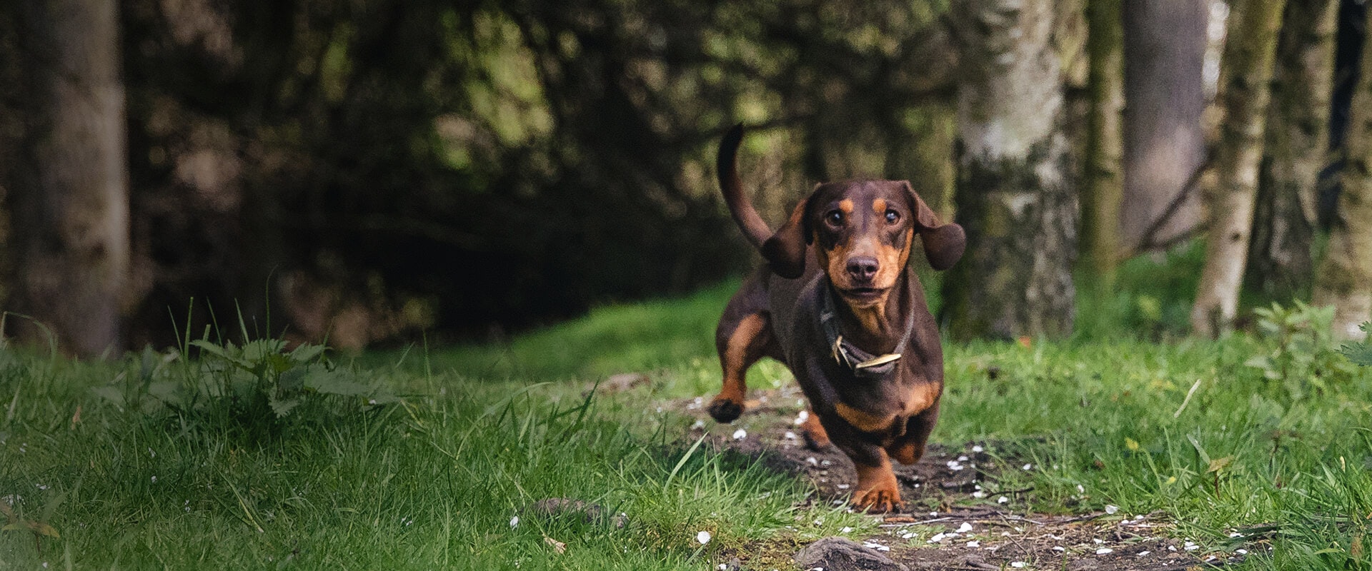 Small breed dog food