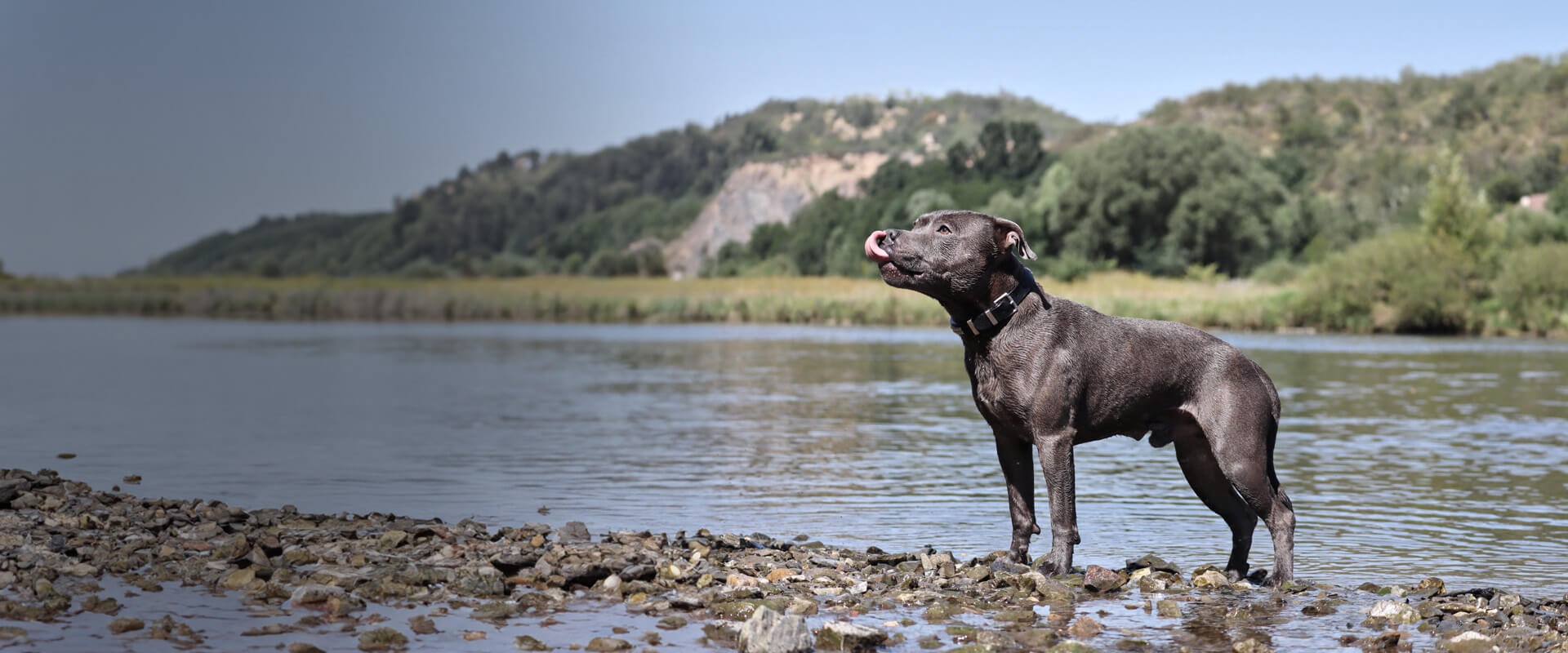Food for Staffordshire bull terriers