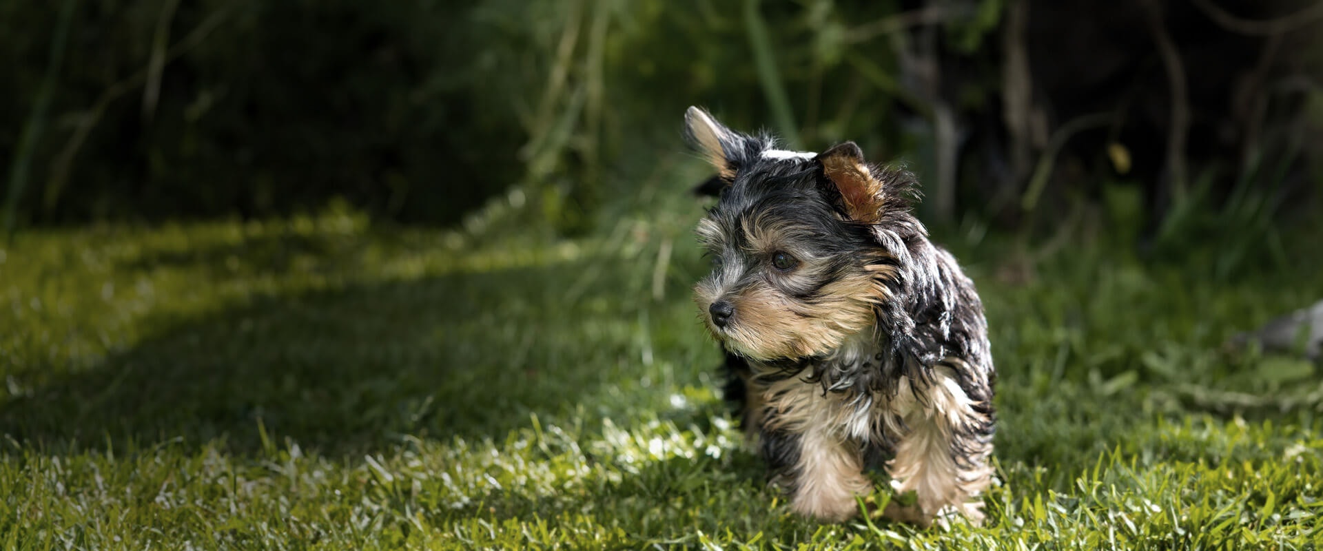 Yorkshire terrier food
