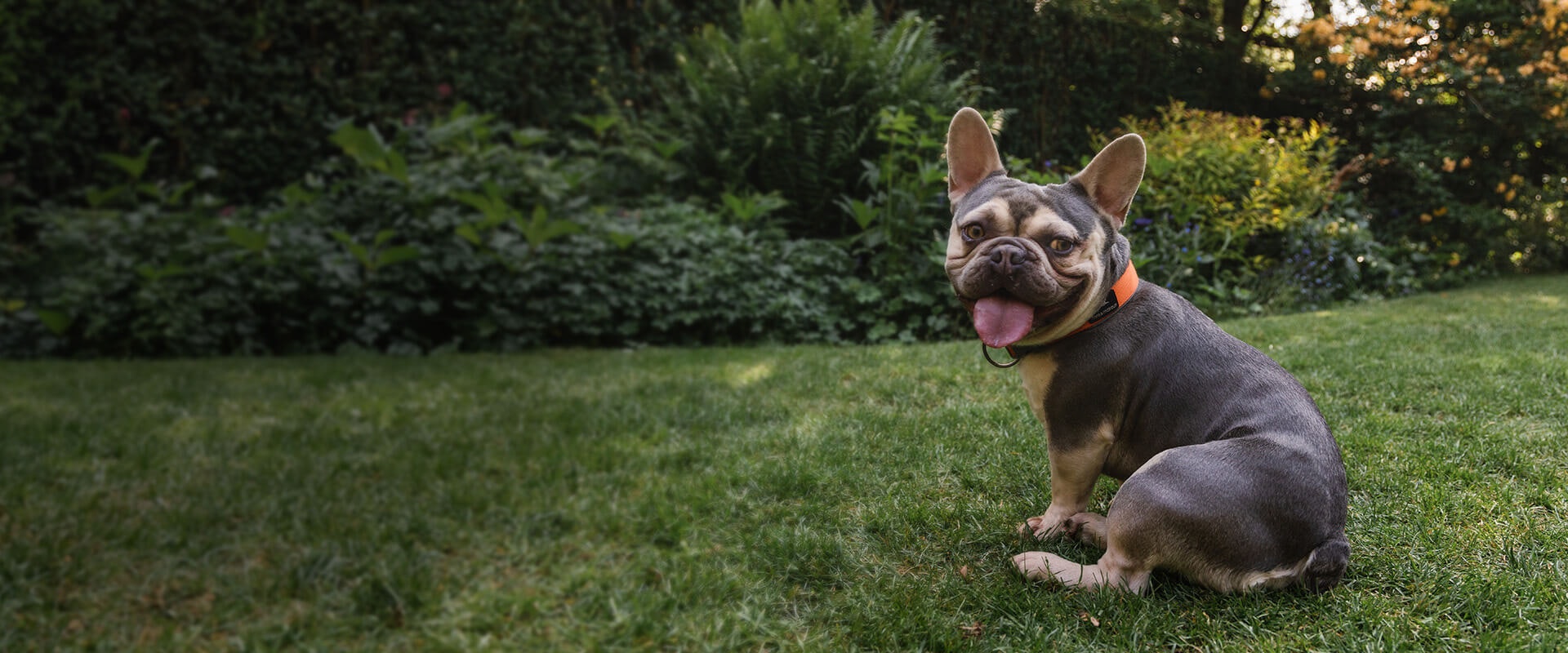 French bulldog food