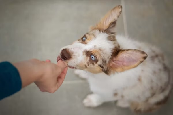 My dog will eat treats but not their food