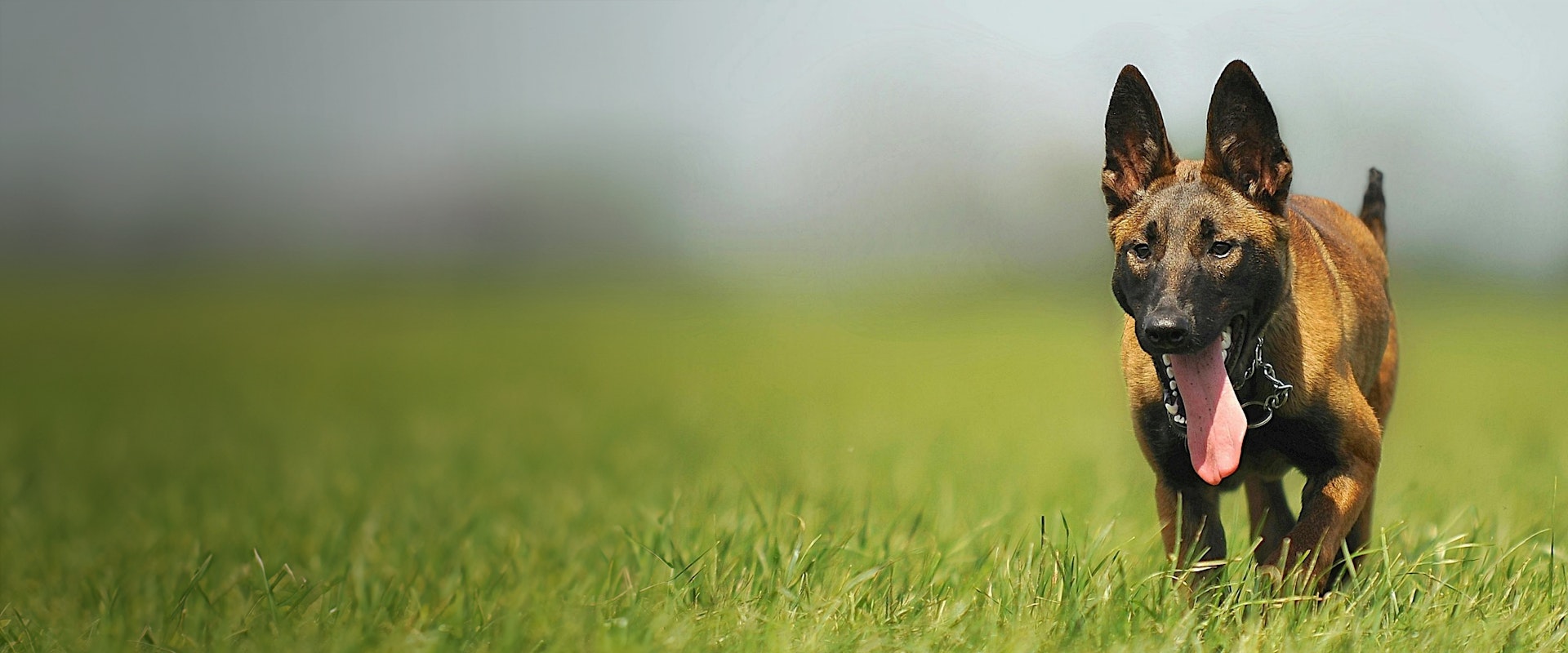 belgian-malinois-food