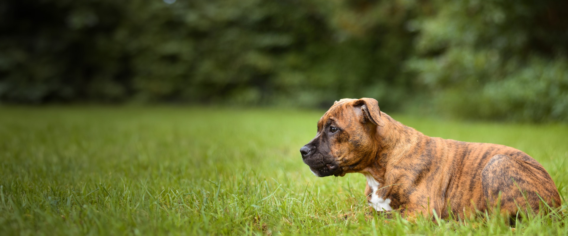boxer-food