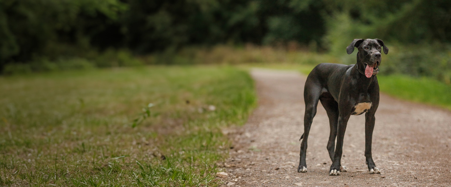 great-dane-food
