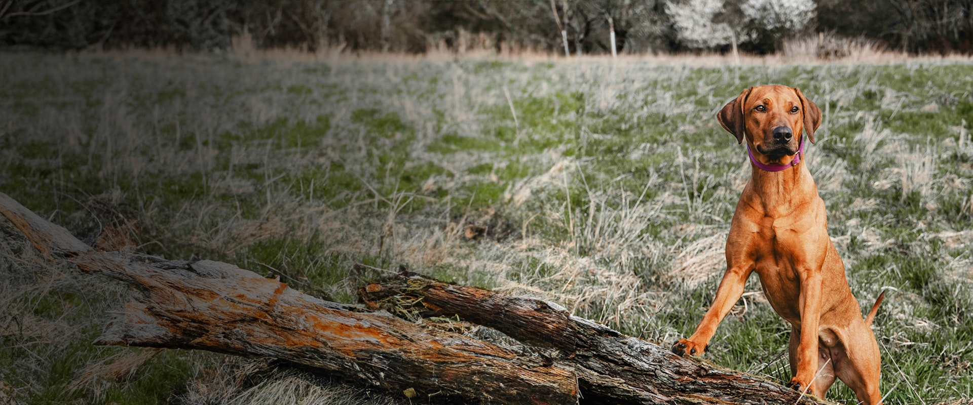 rhodesian-ridgeback-food