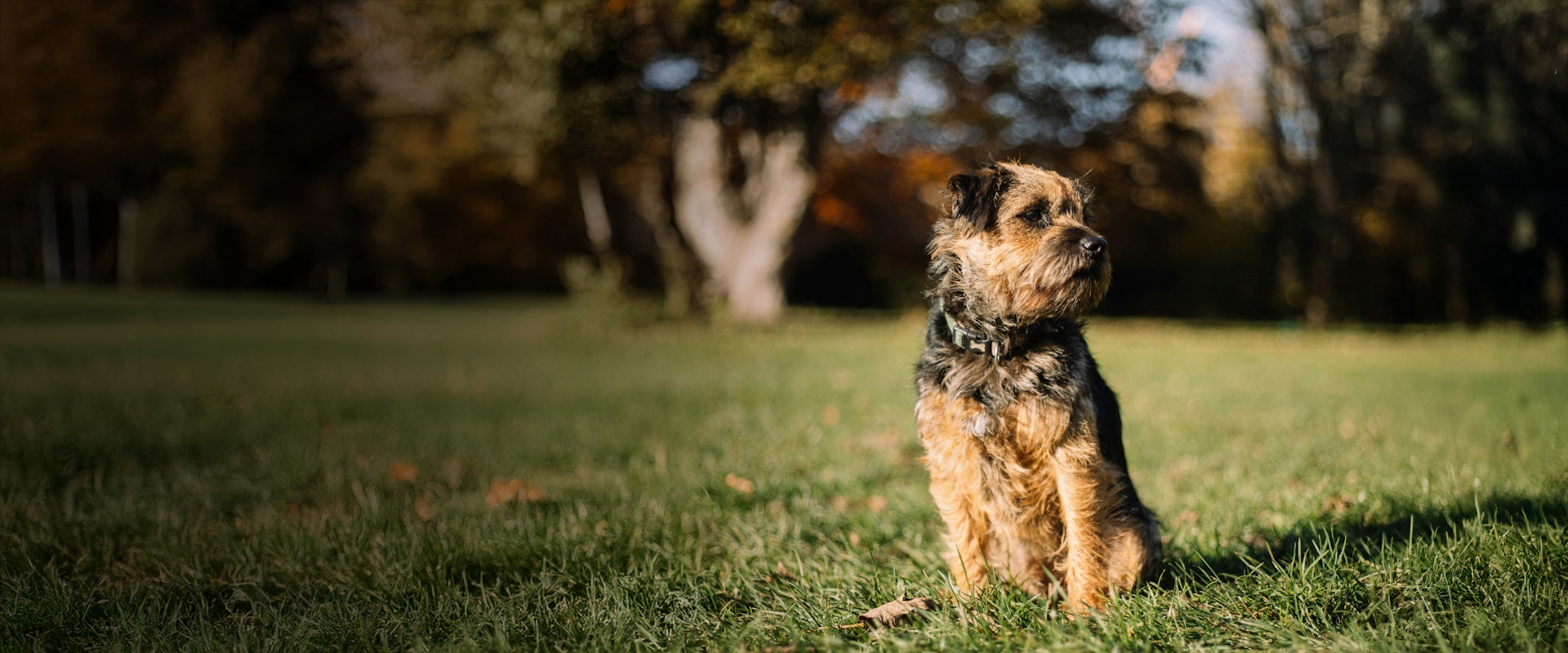 Border Terriers