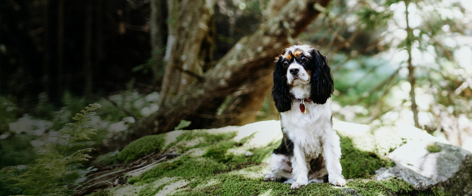 king-charles-spaniel-food
