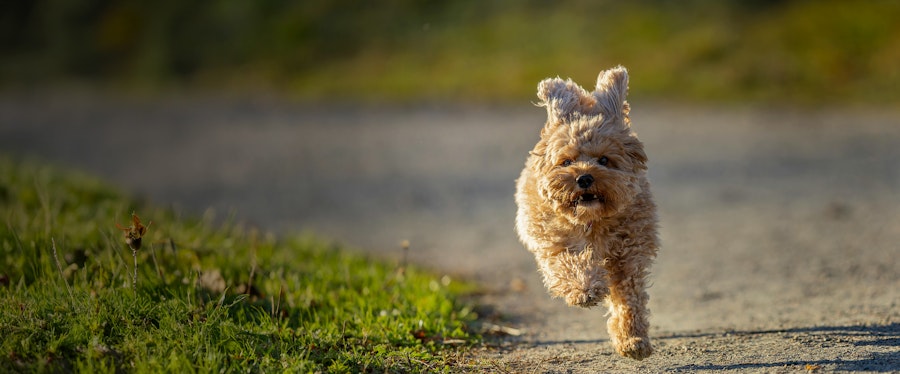 cavapoo-food