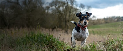 jack-russel-food