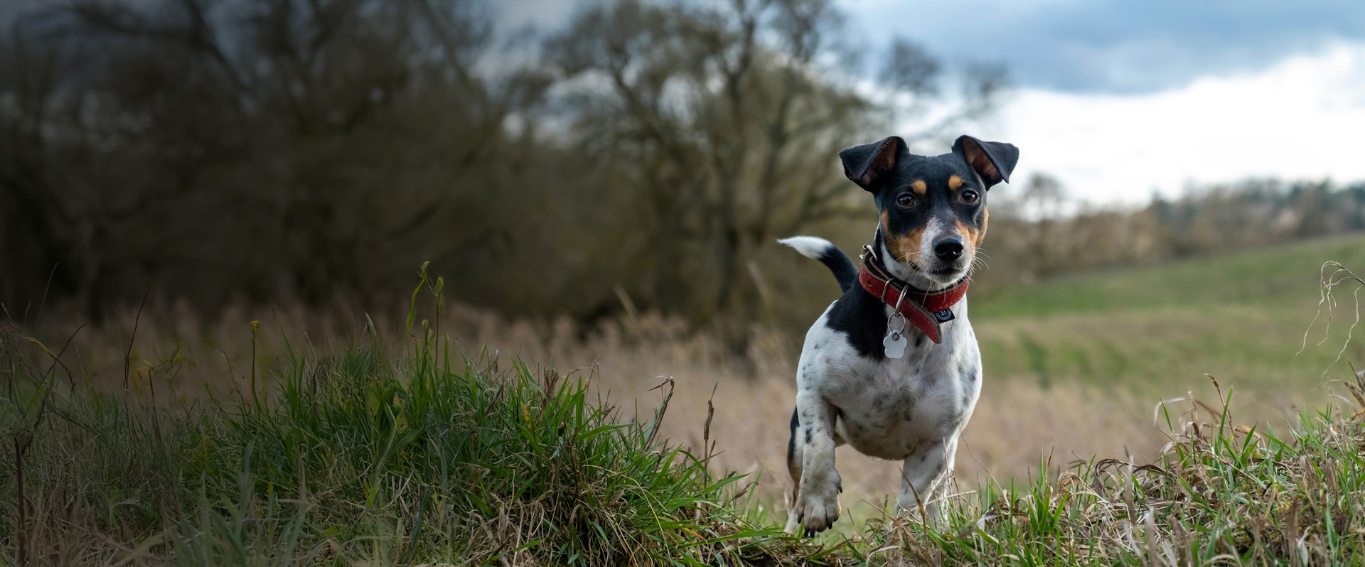 jack-russel-food