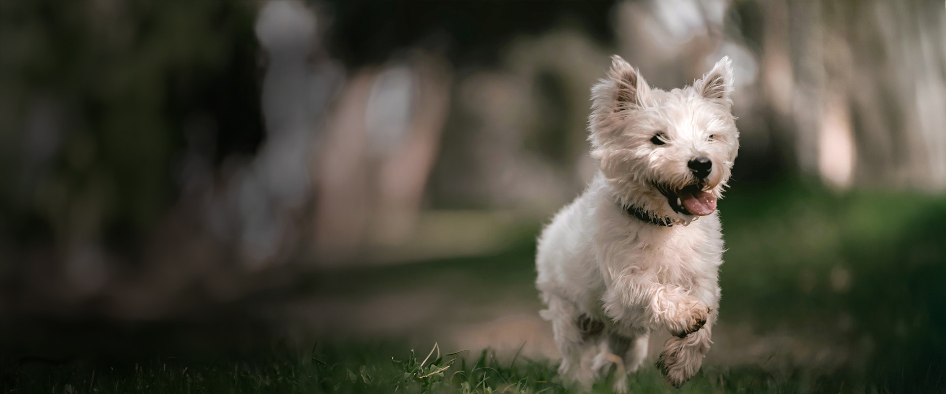 west-highland-terrier-food