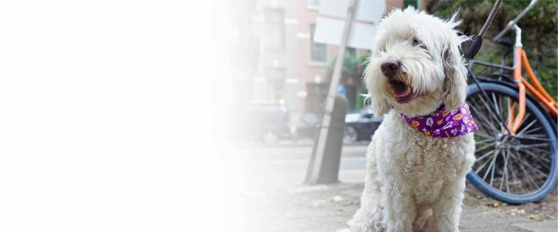 Blije doodle met een Pure bandana