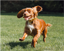 Cocker spaniel