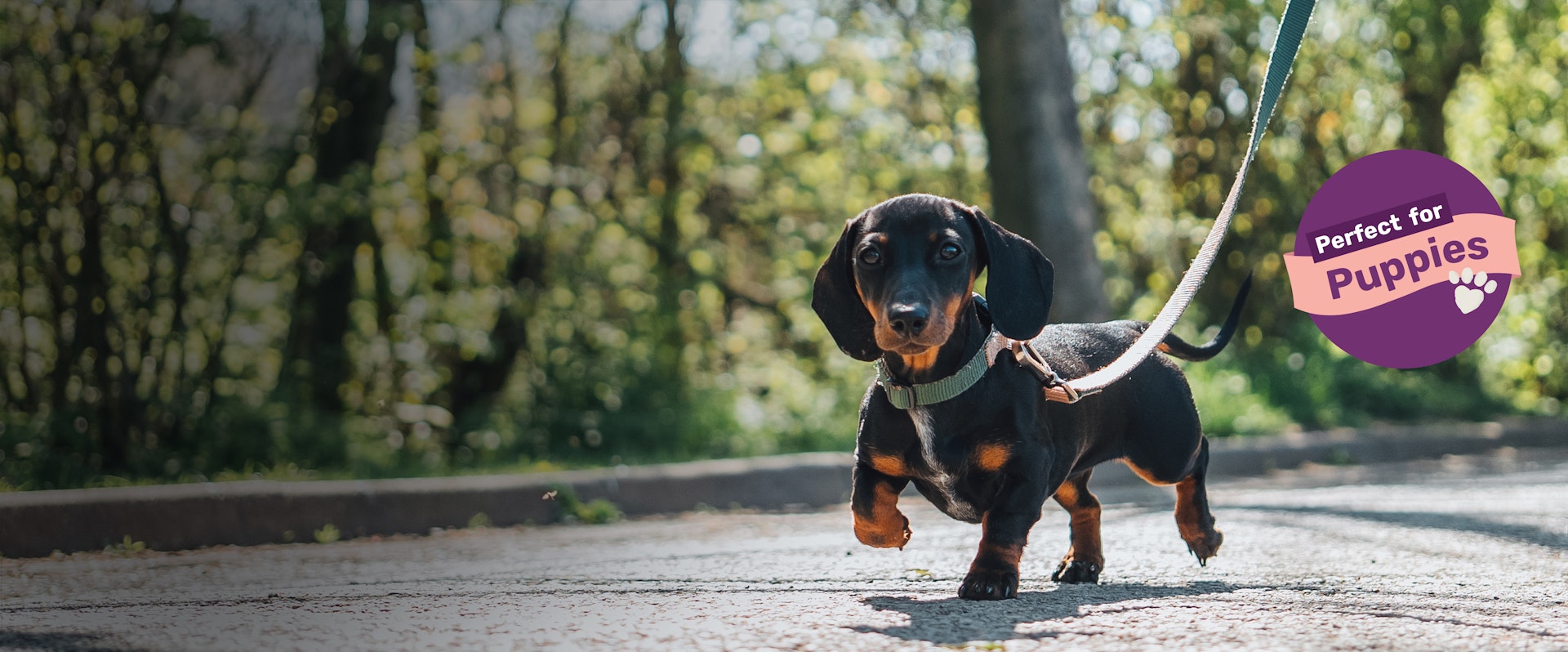 puppy landing page