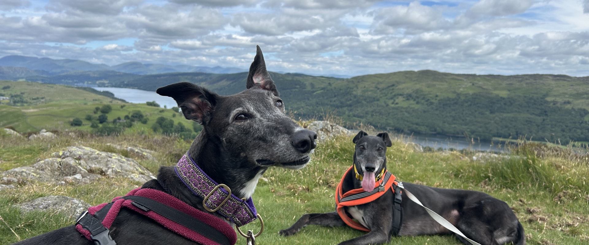 hounds