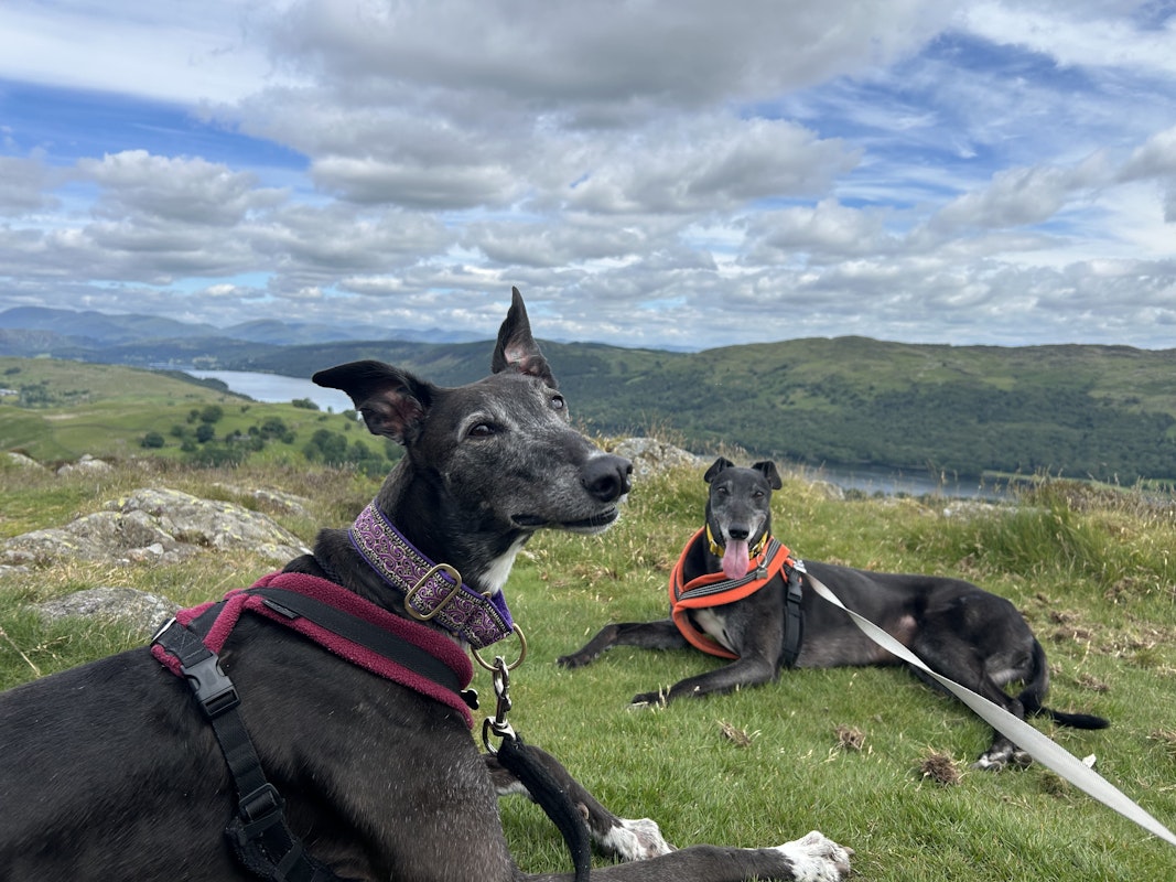 hounds