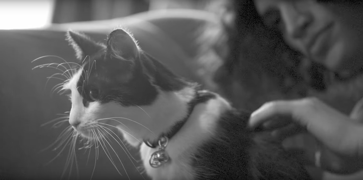 Givenchy new campaign teaser is all about cats