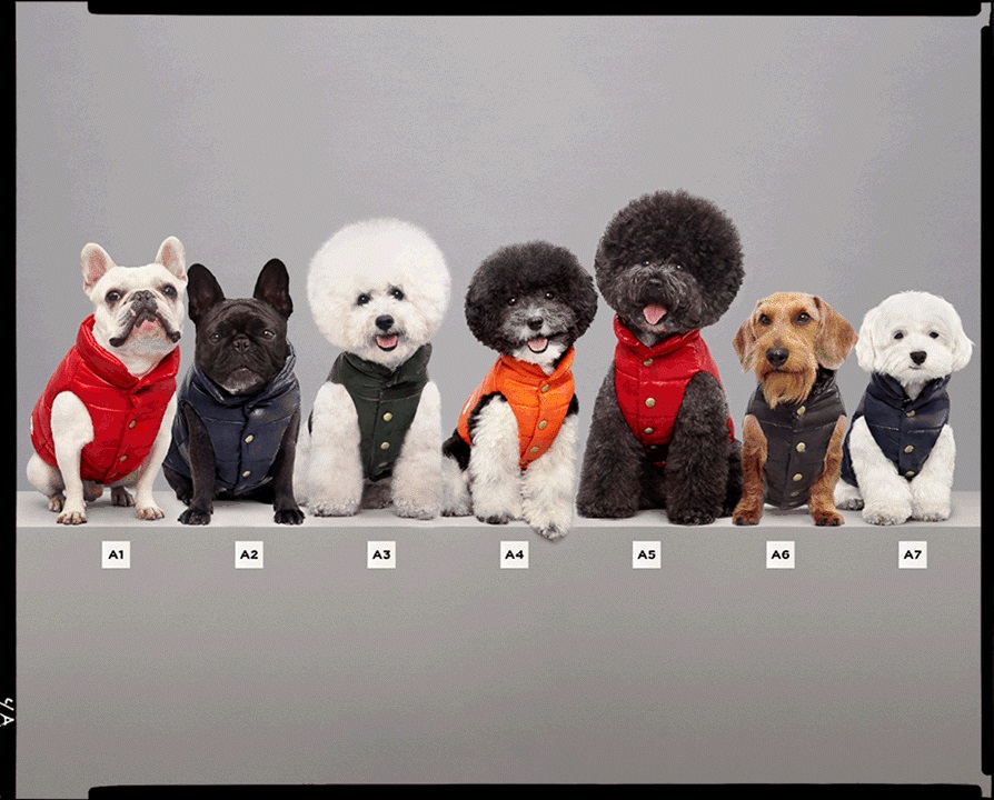 Moncler jacket dog deals