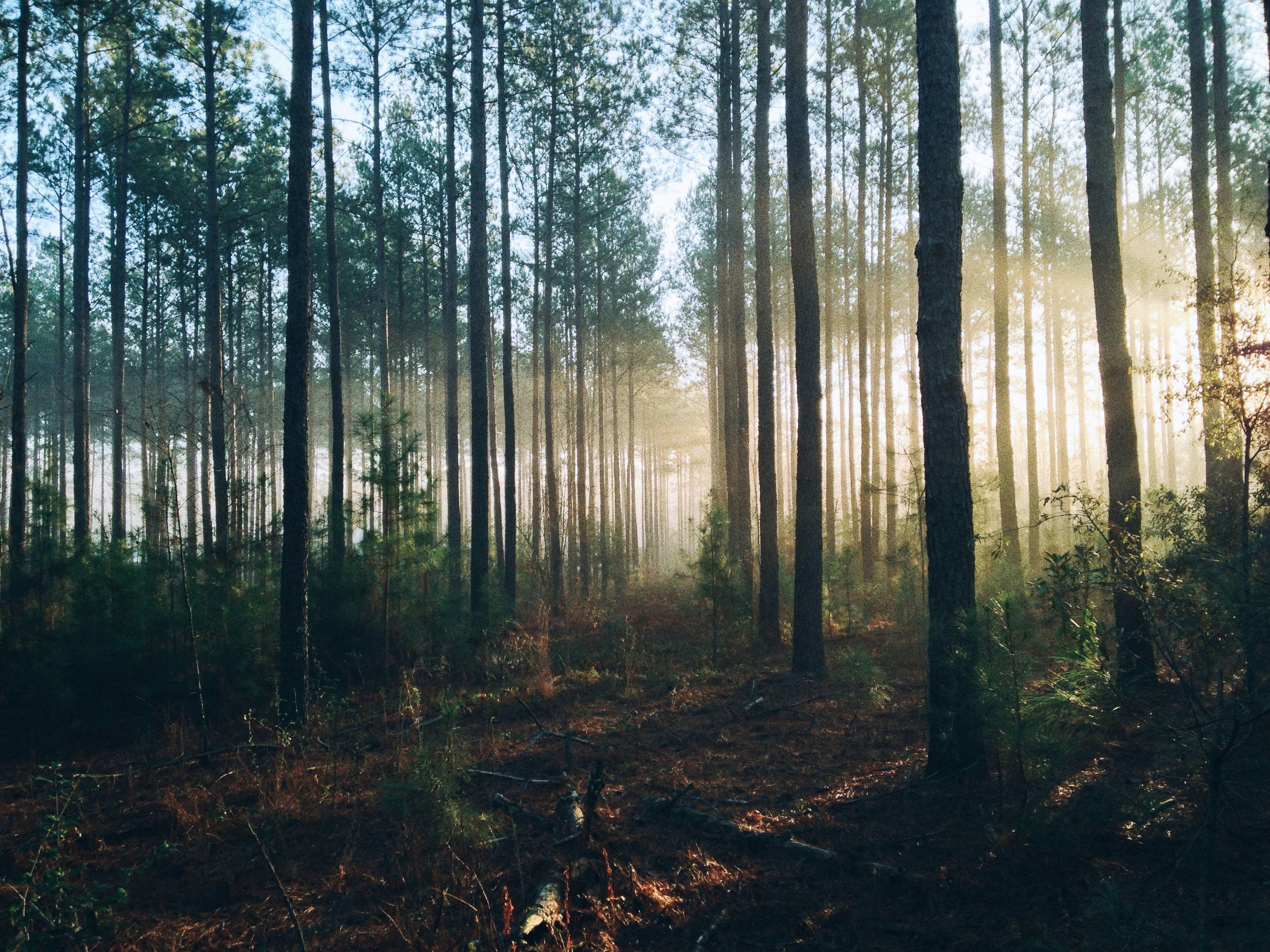 Sun shines through trees in forest