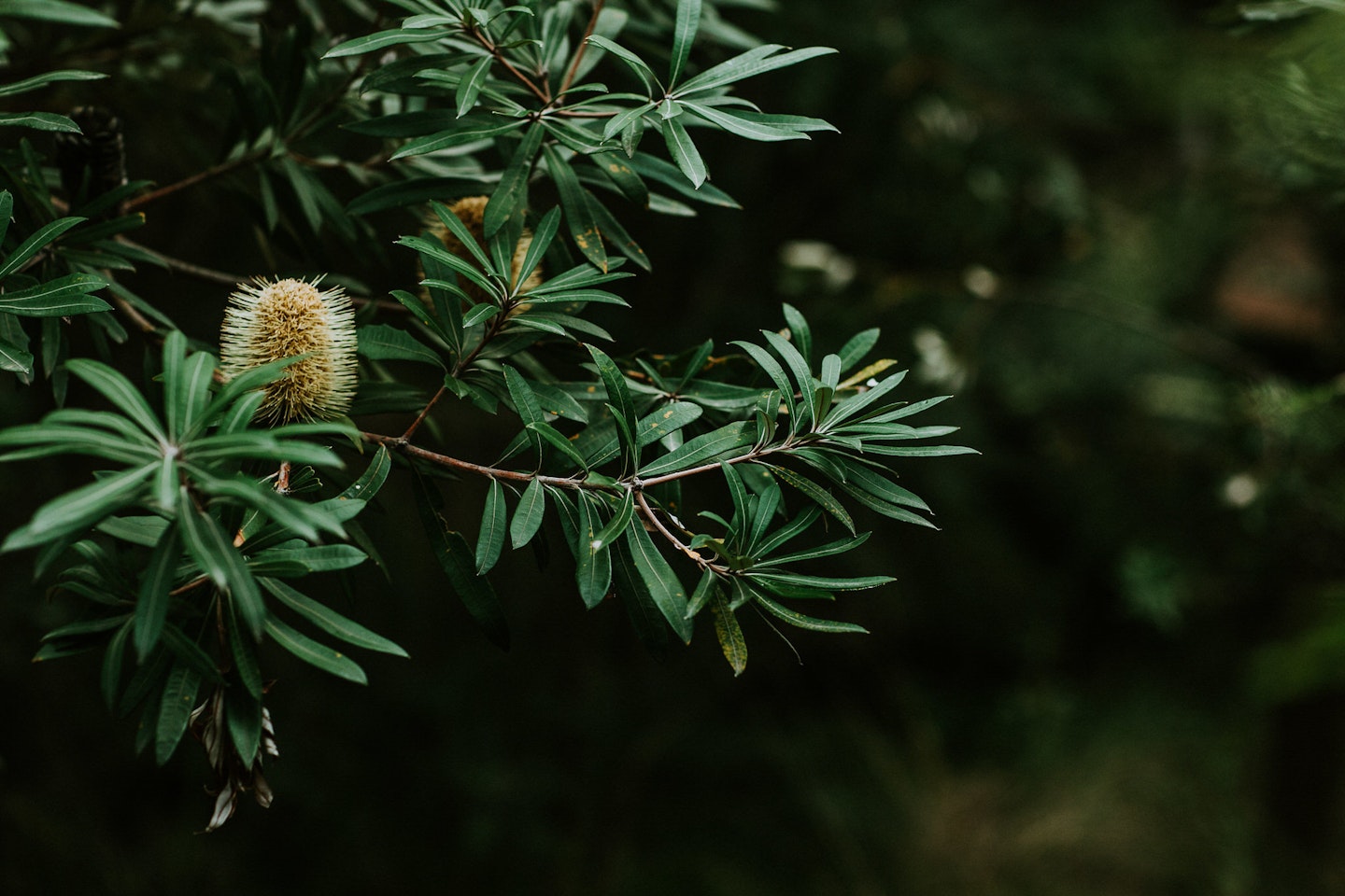 A close up of a banksia