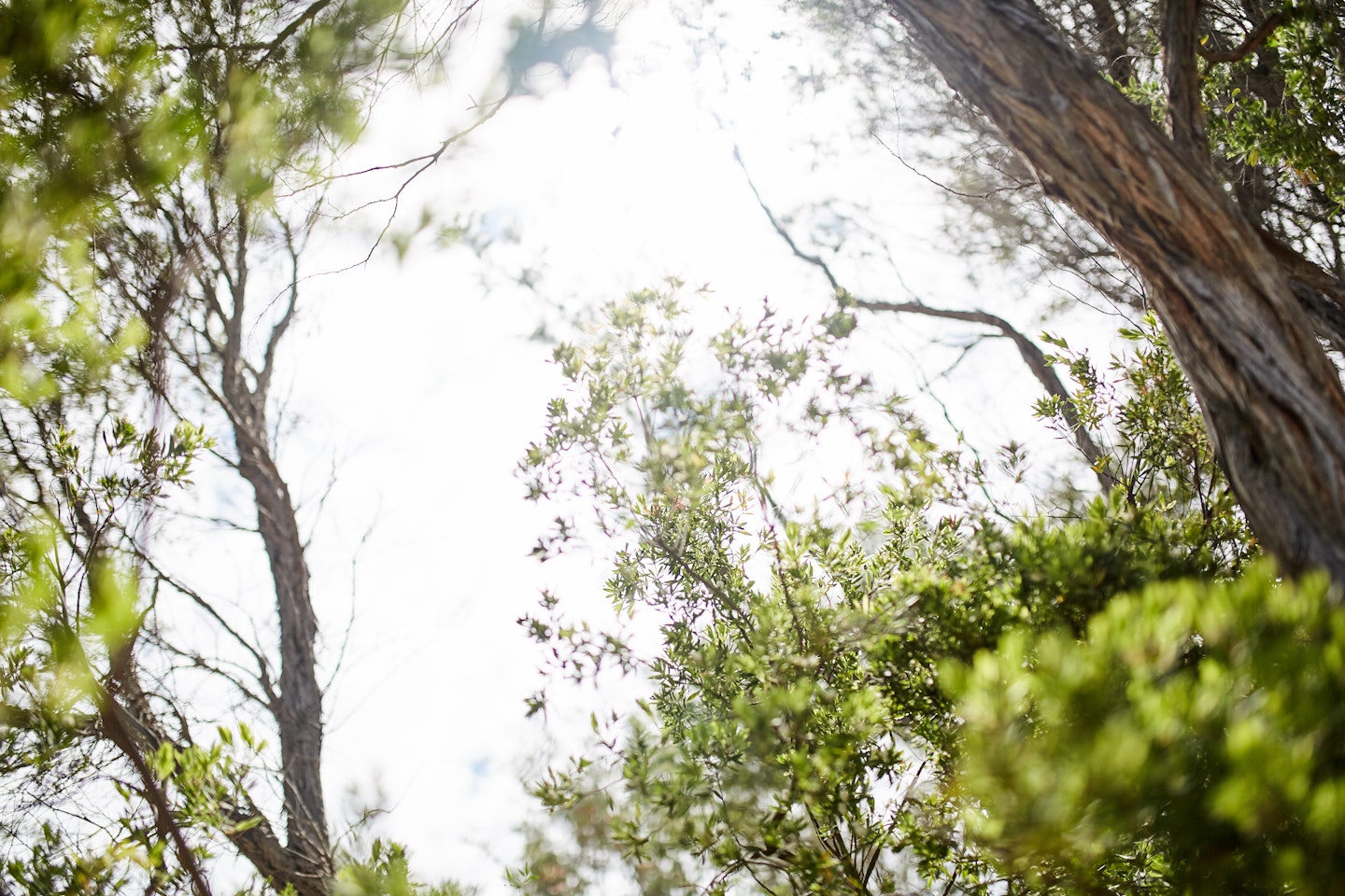 looking up at the sun through trees