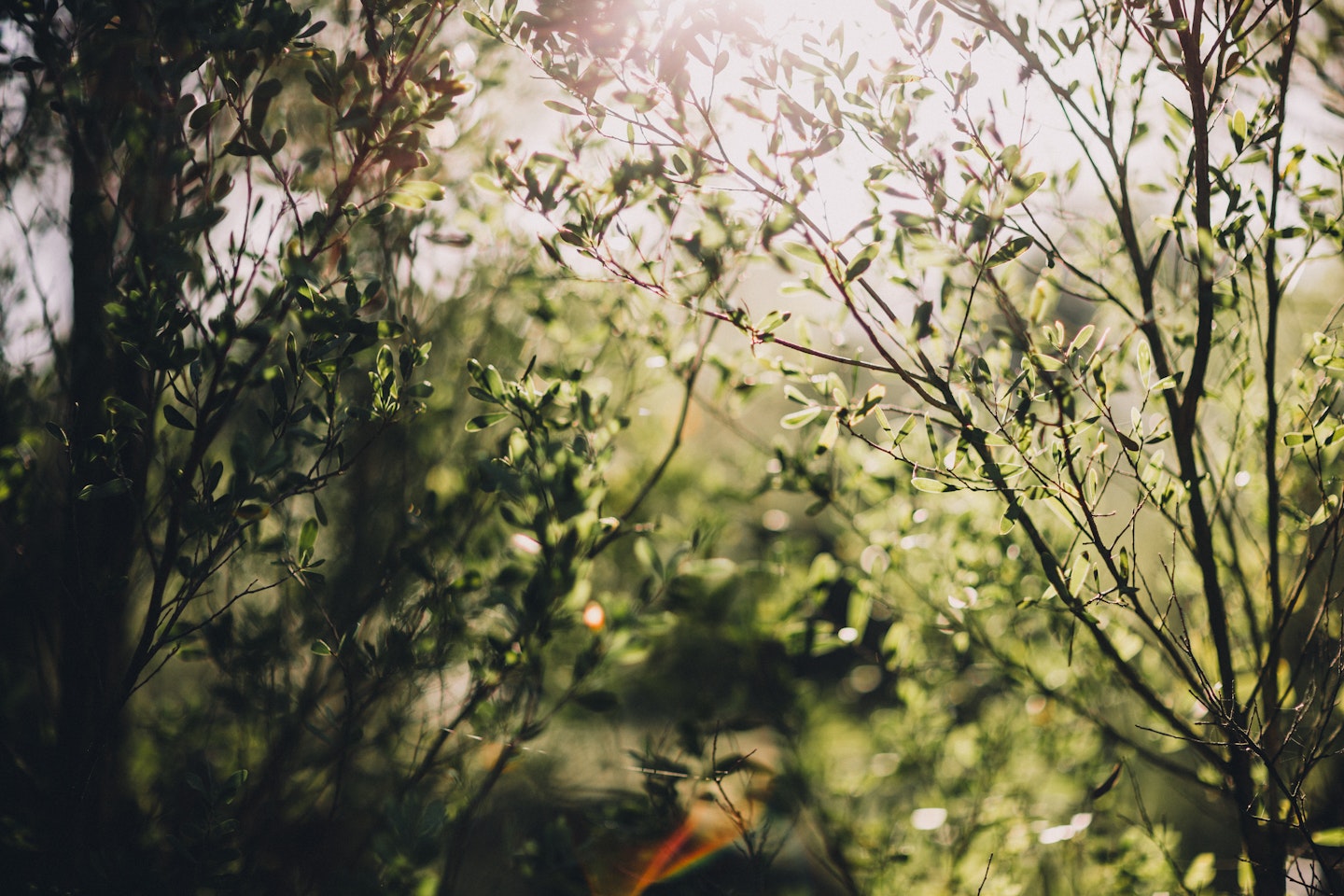 bushland with sunshine