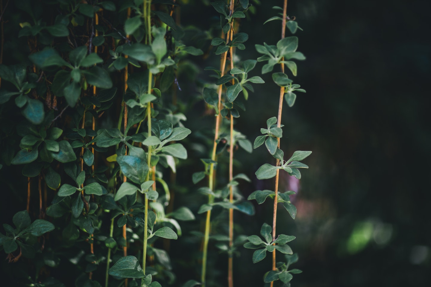greenery