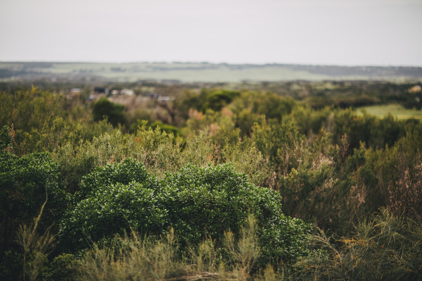 bushland textures