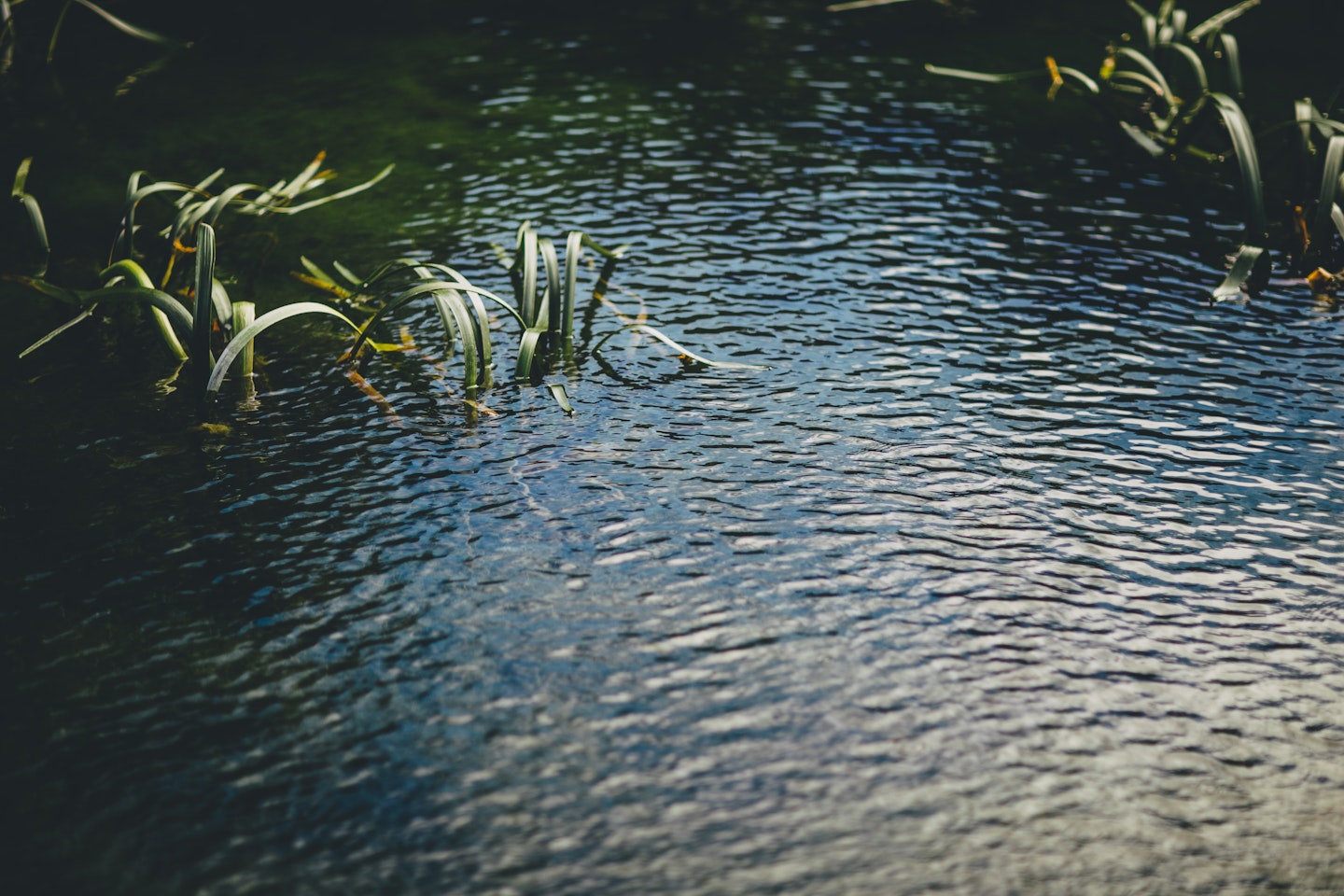 Plant life growing from water