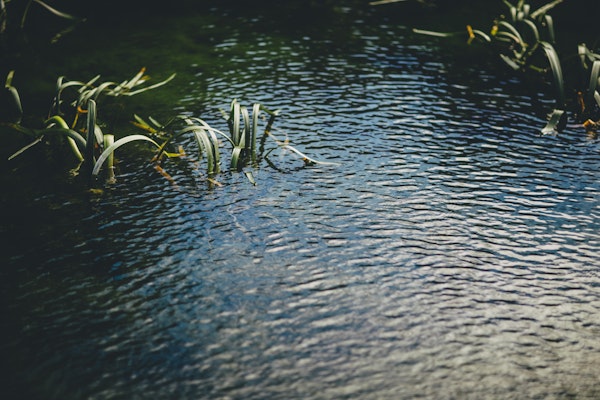 Plant life growing from water