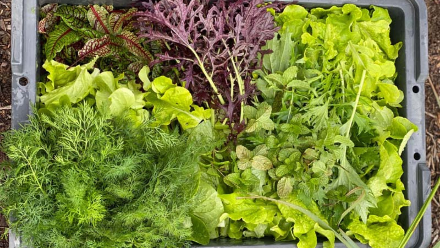 Collection of leafy winter vegetables from food bowl harvest