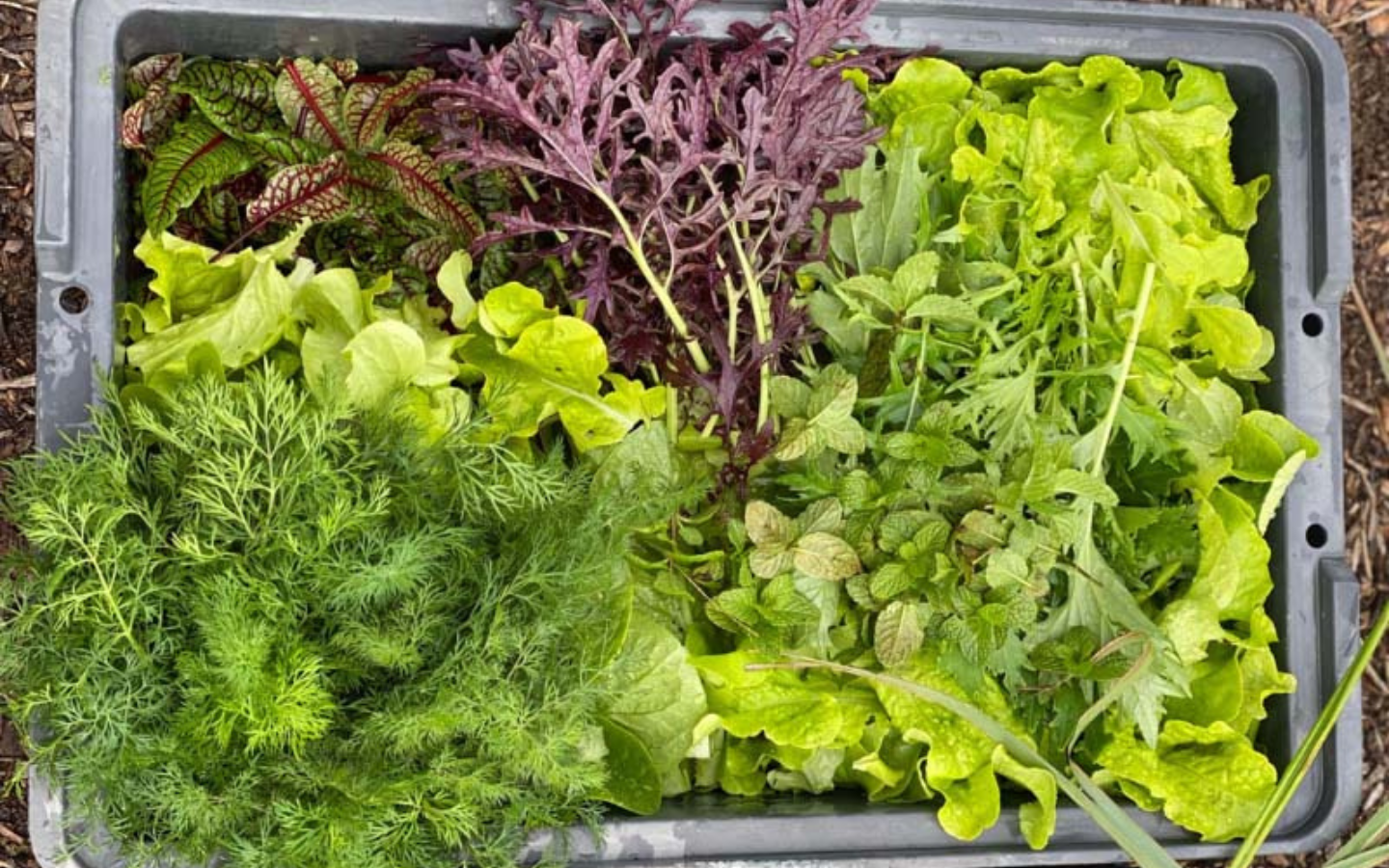 Collection of leafy winter vegetables from food bowl harvest