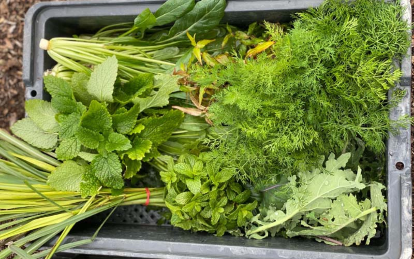 collection of freshly harvested winter herbs