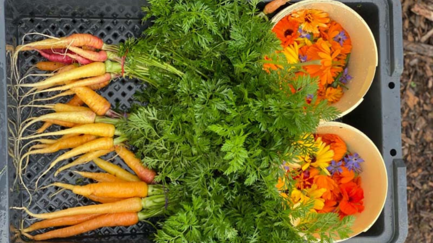 crate of freshly harvested carrots and edible flowers