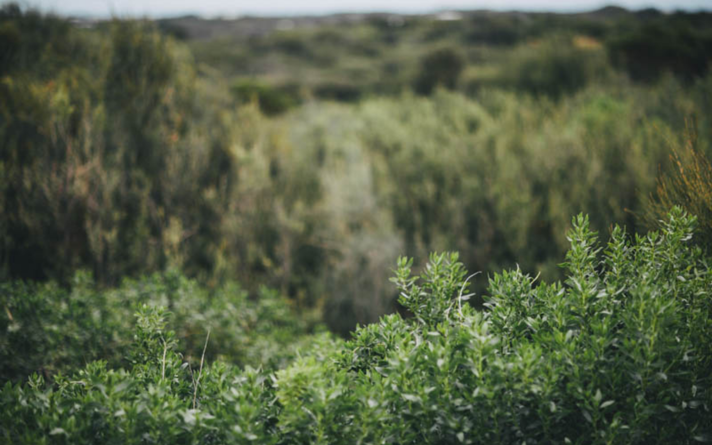 green bush land 