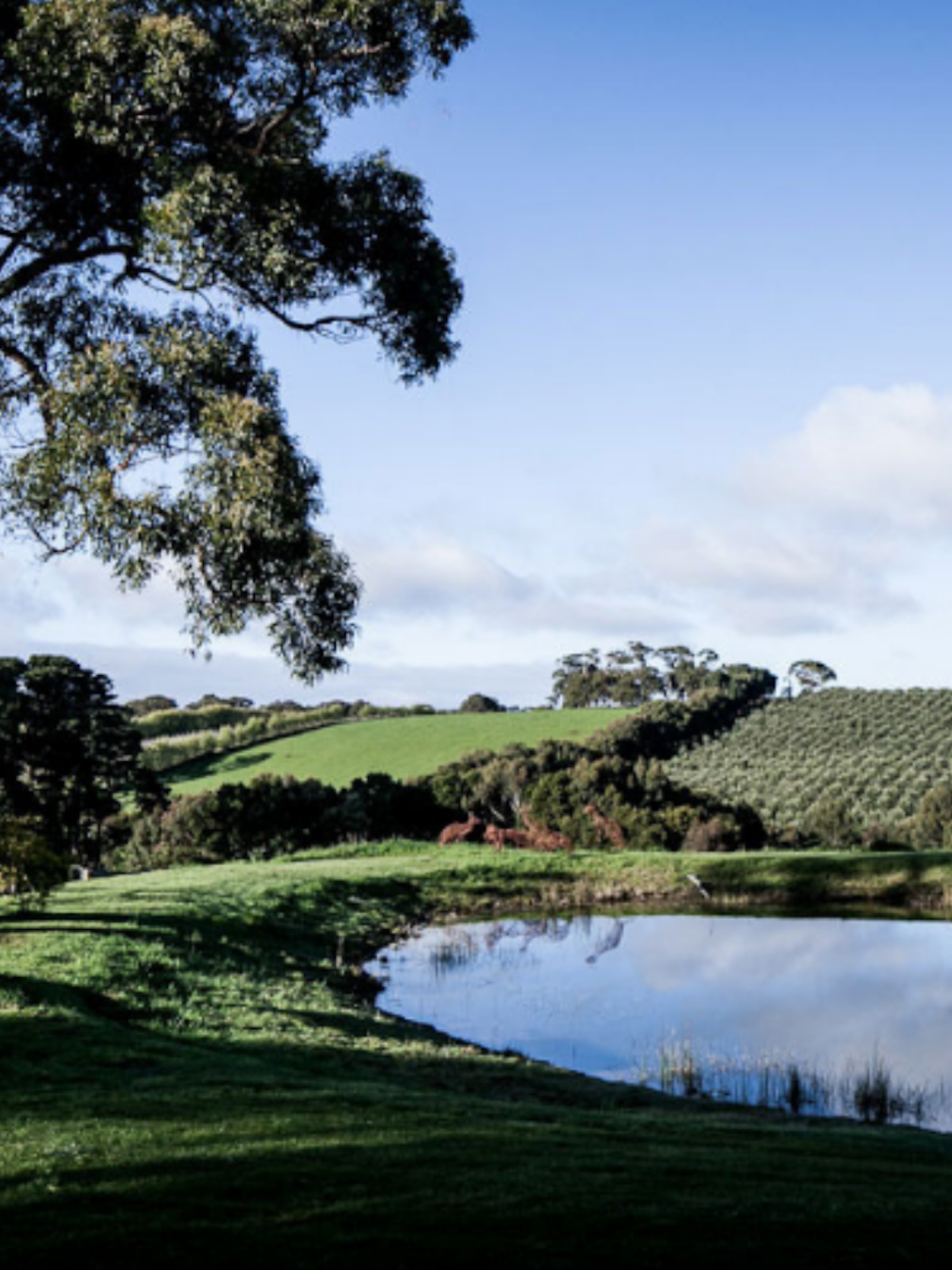 view of rolling fields, dam and vineyards