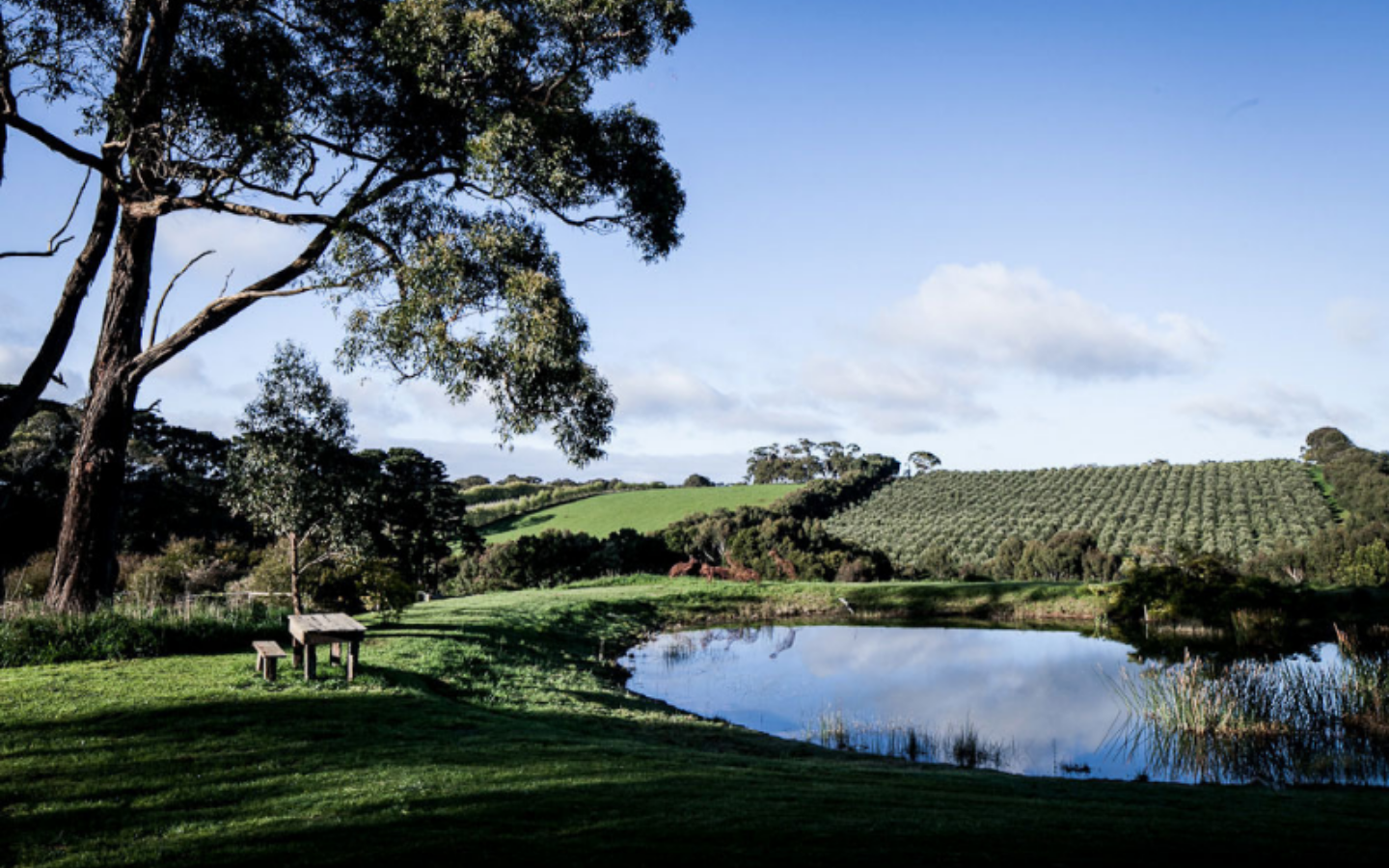 view of rolling fields, dam and vineyards