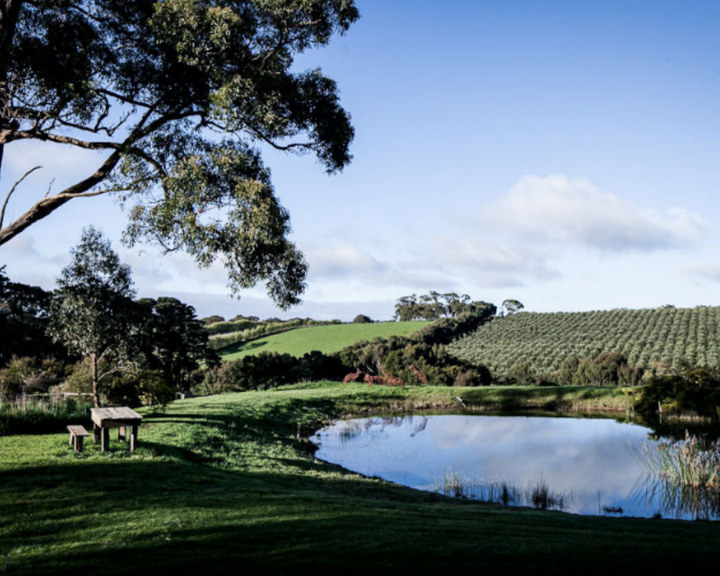 view of rolling fields, dam and vineyards