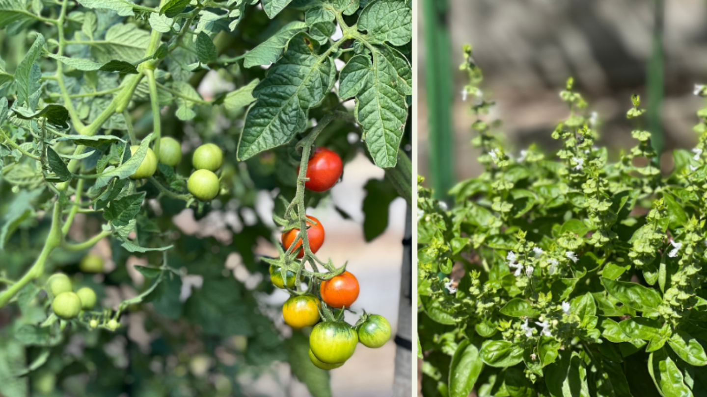 side by side image of tomatoes growing on a vine and  basil