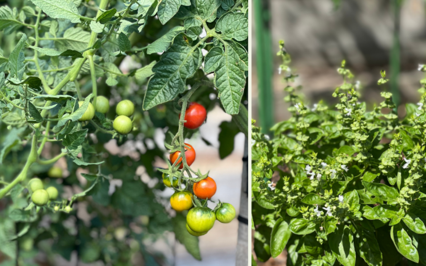 side by side image of tomatoes growing on a vine and  basil