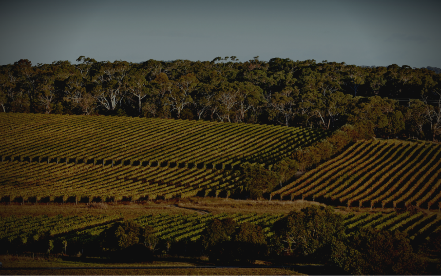 long shot of a vineyard