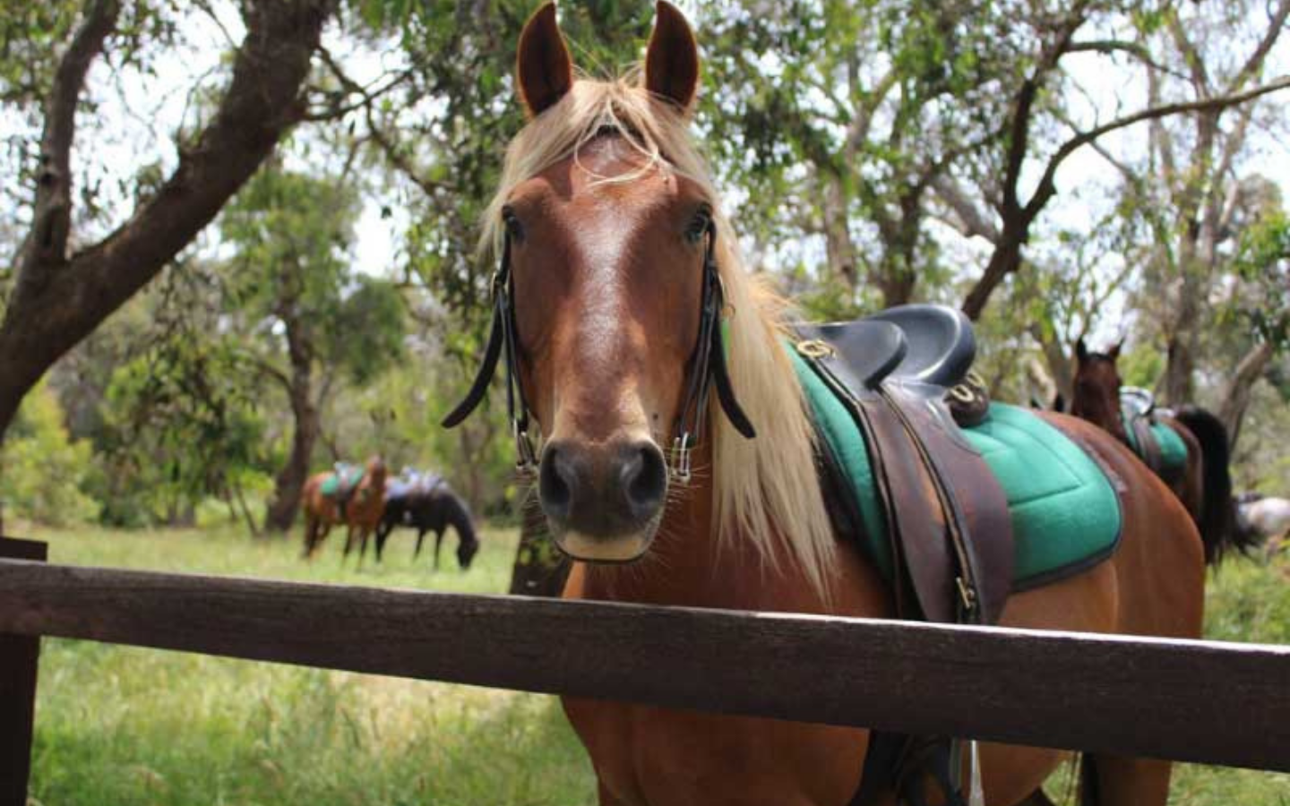 a horse looking directly into the camera