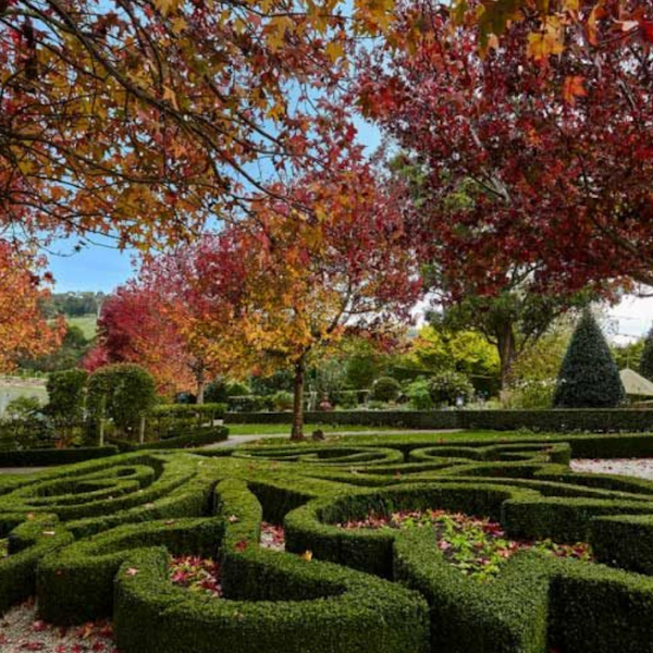 a green maze surrounded by autumn leaves