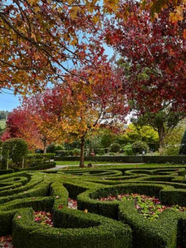 a green maze surrounded by autumn leaves